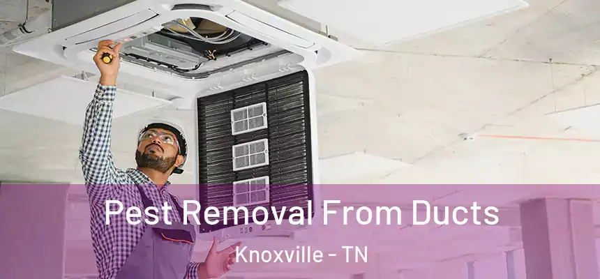 Pest Removal From Ducts Knoxville - TN